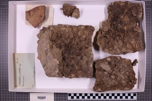 mixed taxa, stratigraphic collection