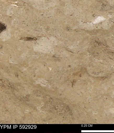 undet. Mollusca