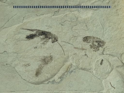 undet. Blattodea