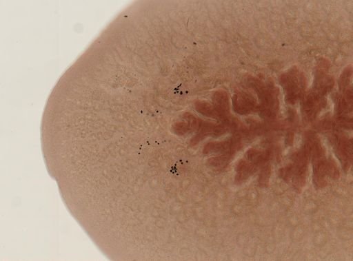 Hoploplana inquilina