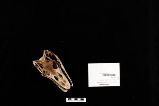 Varanus salvator