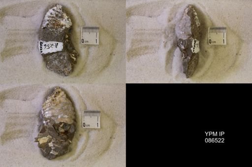 undet. Scaphitidae
