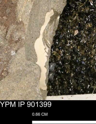 undet. Mollusca
