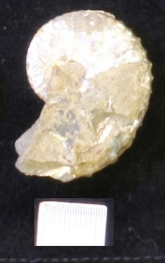 undet. Scaphitidae