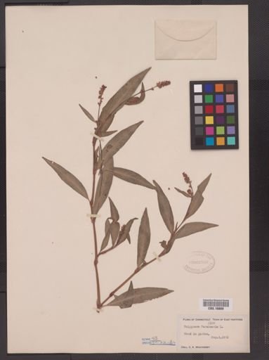 Polygonum persicaria