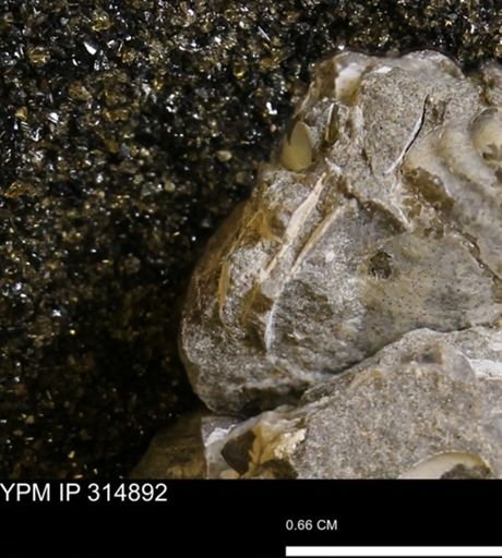 undet. Mollusca