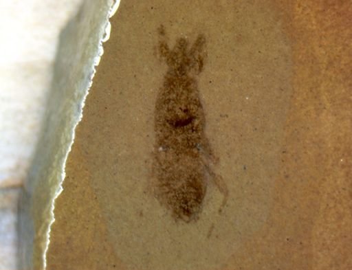 undet. Coleoptera