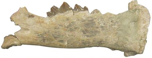 Hoplophoneus mentalis