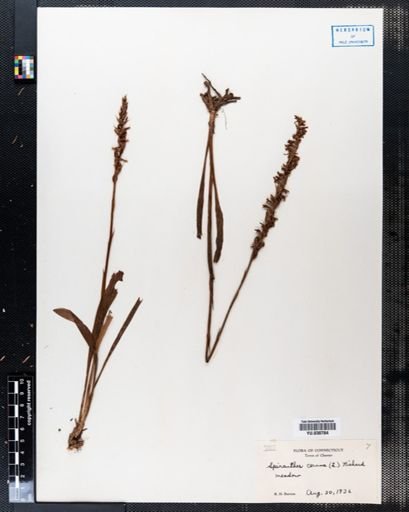 Spiranthes cernua