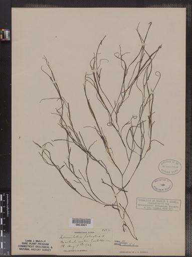 Zannichellia palustris
