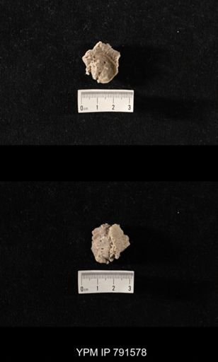 undet. Richthofenioidea
