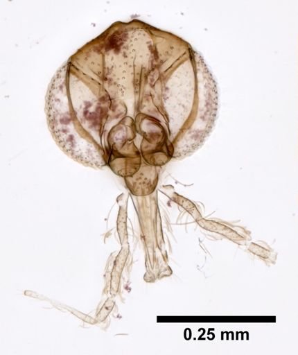 Lutzomyia aragaoi