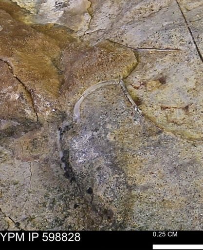 undet. Mollusca