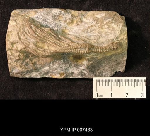 Iocrinus subcrassus