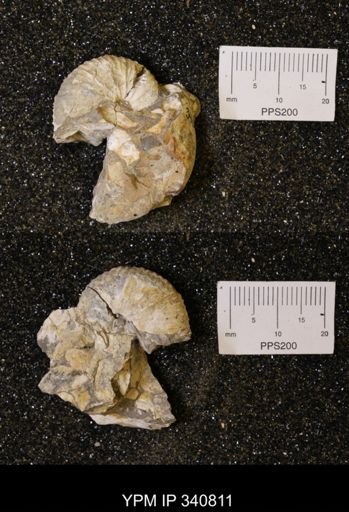 Scaphites sp.