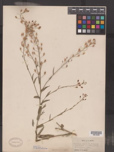 Camelina sativa