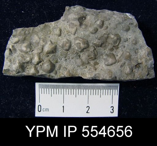 Hyattidina congesta junea