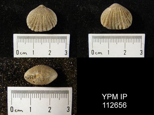 Rhynchotrema perlamellosum