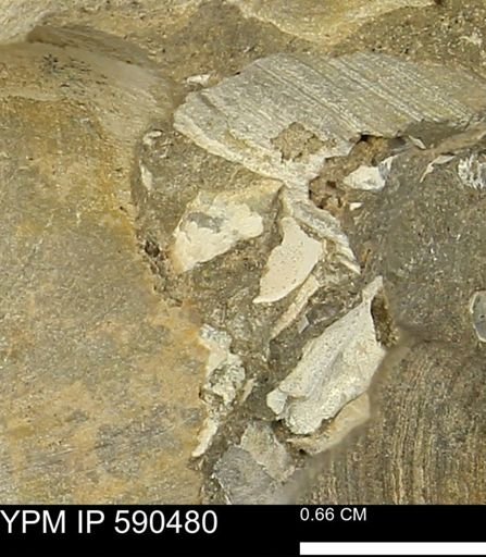 Limopsis?
