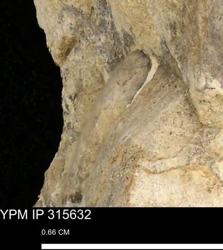 Baculites eliasi