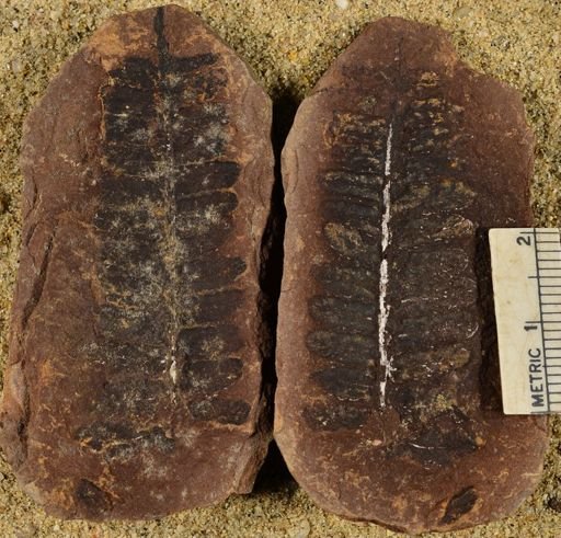 Pecopteris unitus