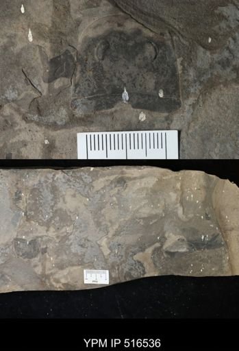 Eurypterus