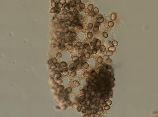 Geodia bicolor