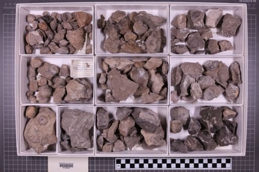 mixed taxa, stratigraphic collection