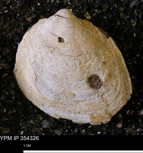 Limopsis striatopunctatus