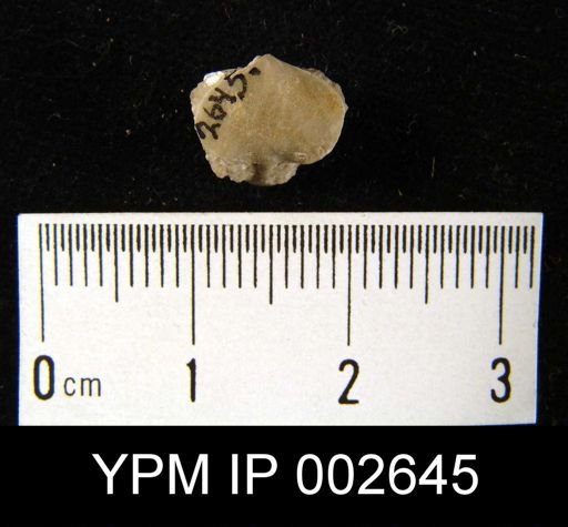 Camarophoria seminula