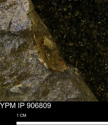 undet. Bivalvia