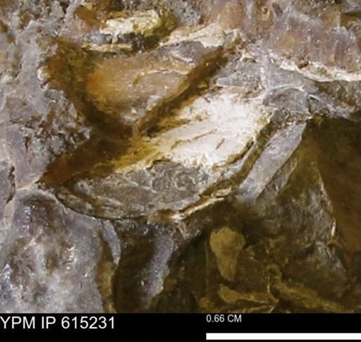 undet. Mollusca