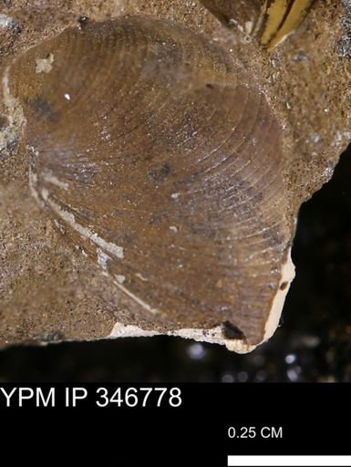 Limopsis striatopunctatus