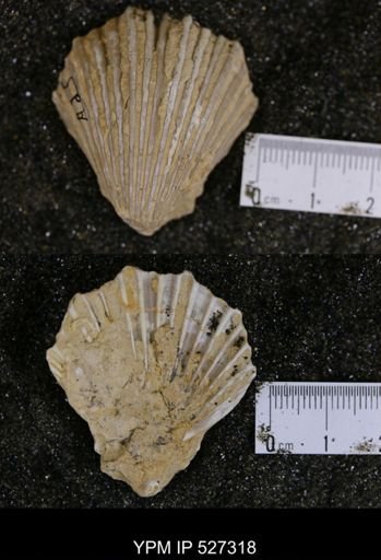 Pecten texana