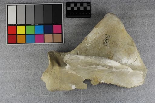 Metamynodon planiceps