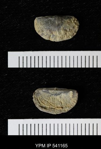 Sowerbyella sp.