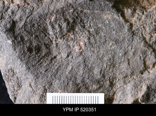 undet. Cheloniellida