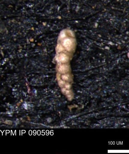 Verneuilinoides kansasensis