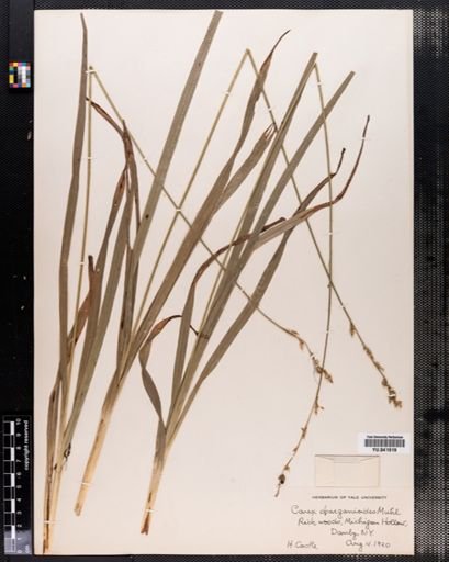 Carex sparganioides