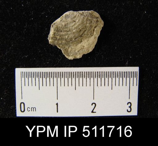 Leptaena sp.