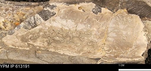 Baculites sp.