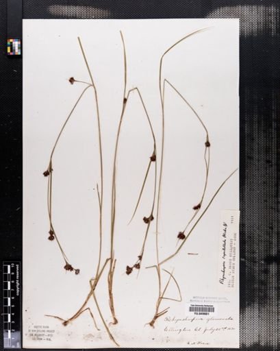 Rhynchospora glomerata