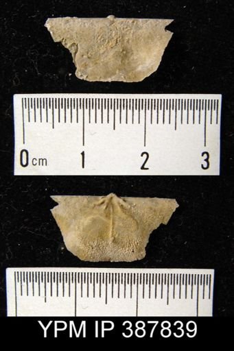 Dyoros sp.
