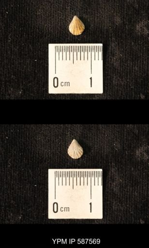 Camarotoechia whitei
