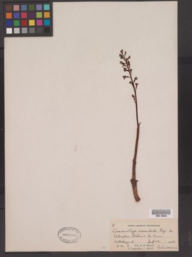 Corallorhiza maculata