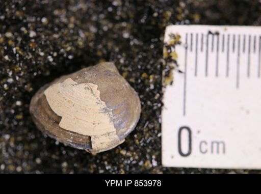 Limopsis striatopunctatus