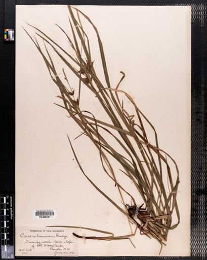 Carex intumescens