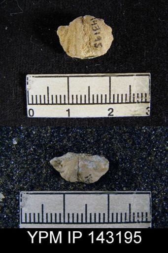 Chonetes squamulifera