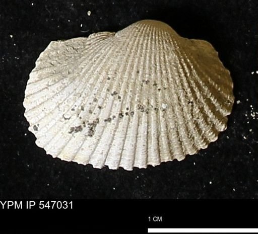 Scapharca transversa