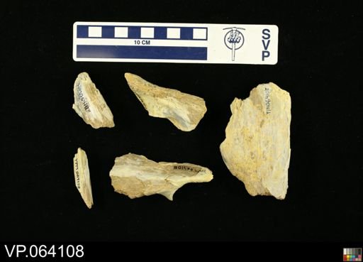 undet. Mosasauridae